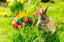/files/photo/easter-bunny-on-meadow-with-basket-and-eggs-picture-id160593094.jpg